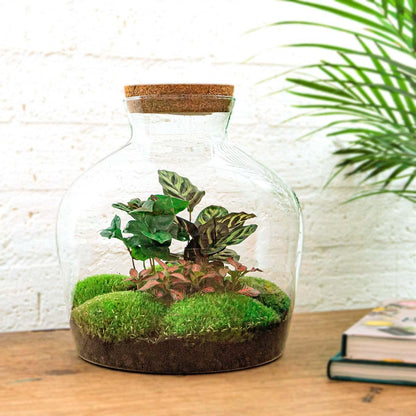 Flaschengarten - DIY Bausatz - Terrarium - Fat Joe Coffea - ↕30cm