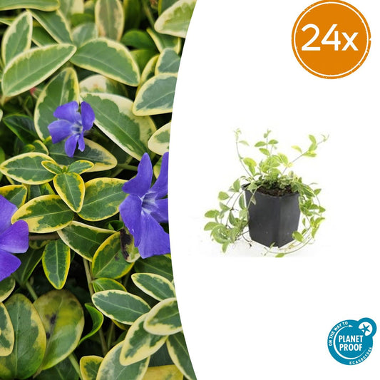 Vinca minor 'Aureovariegata' – 24 Pflanzen – Immergrüner Bodendecker – Violette Blüten – Grün-goldenes Laub – 10–25 cm – Ø9 cm – Schattentolerant & pflegeleicht