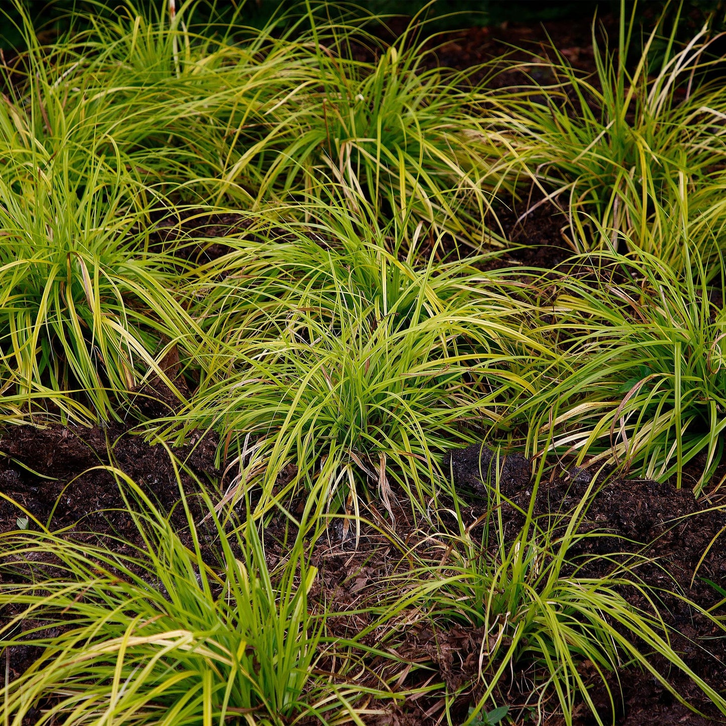 Japansegge - Ziergras - Carex oshimensis Everillo - Gelb - 4 Pflanzen - Immergrün - Wenig Pflege - Topf 17cm Höhe 50cm
