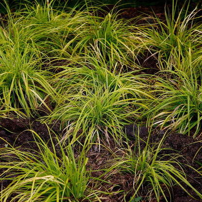 Japansegge - Ziergras - Carex oshimensis Everillo - Gelb - 4 Pflanzen - Immergrün - Wenig Pflege - Topf 17cm Höhe 50cm