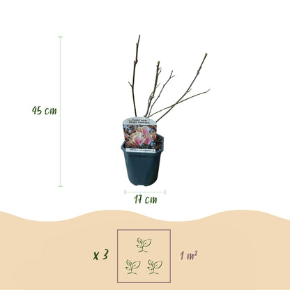 Tulpen-Magnolie - Magnolia Soulangiana - Blüten Hellrosa - Strauch - Wenig Pflege - Topf 17cm Höhe 45cm