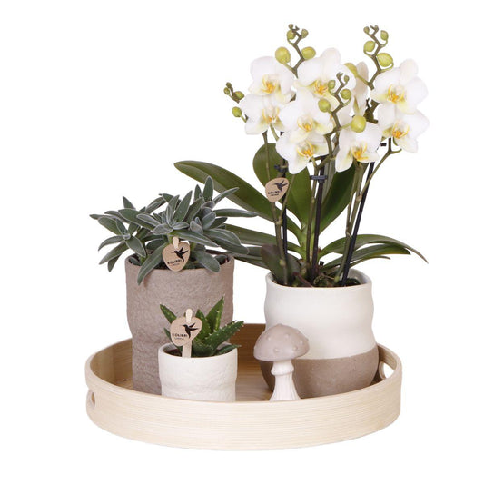 Pflanzenset - Weiße Phalaenopsis Orchidee Lausanne und Sukkulenten inkl. Keramik-Zierpflanztöpfe