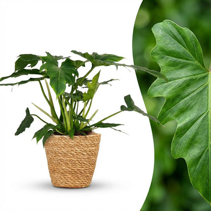 Green boutiQ - Zimmerpflanze - Philodendron - Philodendron Lacerum - Grün - Pflegeleicht - 1 Pflanze - mit Korb - Topf 19cm - Höhe 65cm 
