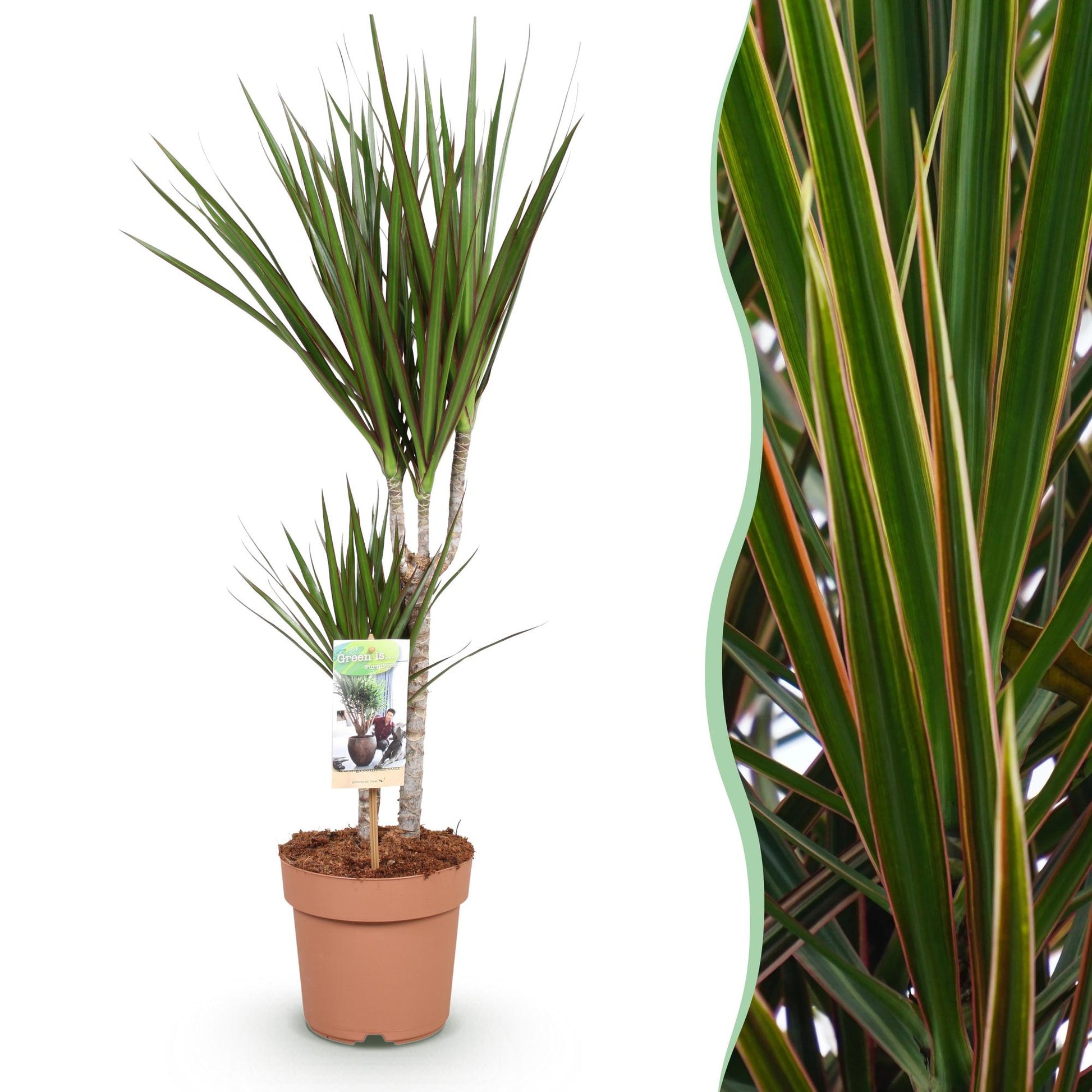 Green boutiQ - Zimmerpflanzen - Dracaena Marginata - Drachenbaum - Wenig Pflege - Grün - 1 Pflanze - Topf 17cm - Höhe 70-80cm 