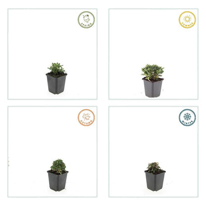 Fingerstrauch Potentilla tridentata 'Nuuk' – ↕10-25cm – Ø9cm – 60 Pflanzen – Immergrün – Weiße Sommerblüten – Winterharter Bodendecker