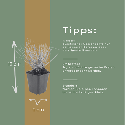 Sesleria autumnalis – 48 Pflanzen – Ø9cm – Höhe 10-25cm – Winterhartes Ziergras – Goldbraune Herbstfärbung – Pflegeleicht für Beet, Steingarten & Naturgarten