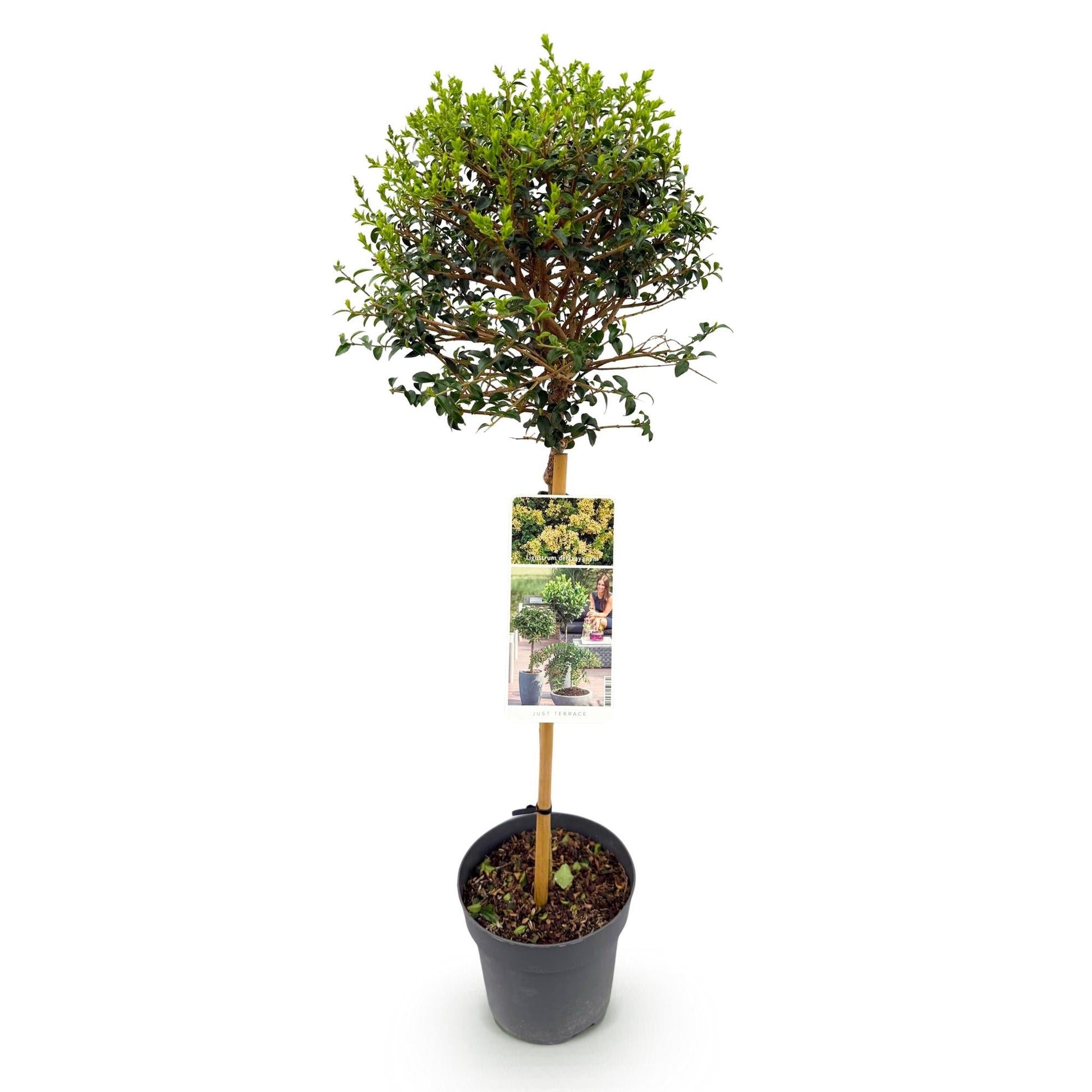 Ligustrum delavayanum Stamm-Pflanze – Immergrün – Pflegeleicht – Ø19 cm – Höhe ca. 90 cm – Sichtschutz & Stil für Terrasse & Balkon 