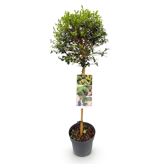 Ligustrum delavayanum Stamm-Pflanze – Immergrün – Pflegeleicht – Ø19 cm – Höhe ca. 90 cm – Sichtschutz & Stil für Terrasse & Balkon 