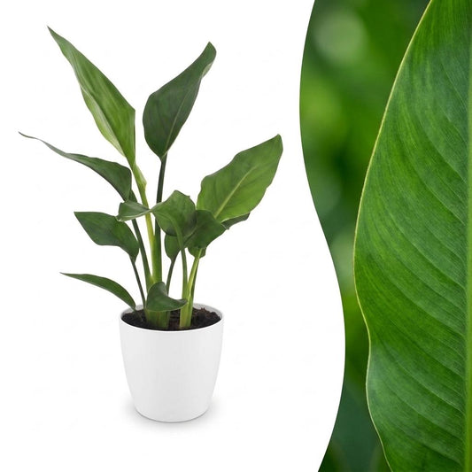 Paradiesvogelblume – Strelitzia reginae – Topf Ø12cm – Höhe 35cm – mit weißem Dekotopf