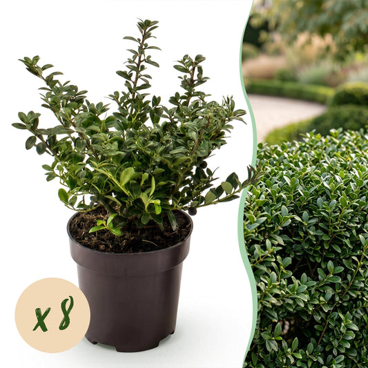 Japanische Stechpalme 'Stokes' – Ilex crenata 'Stokes' – 8 Heckenpflanzen – Topf Ø9cm – Höhe 20-30cm – Winterhart & immergrün