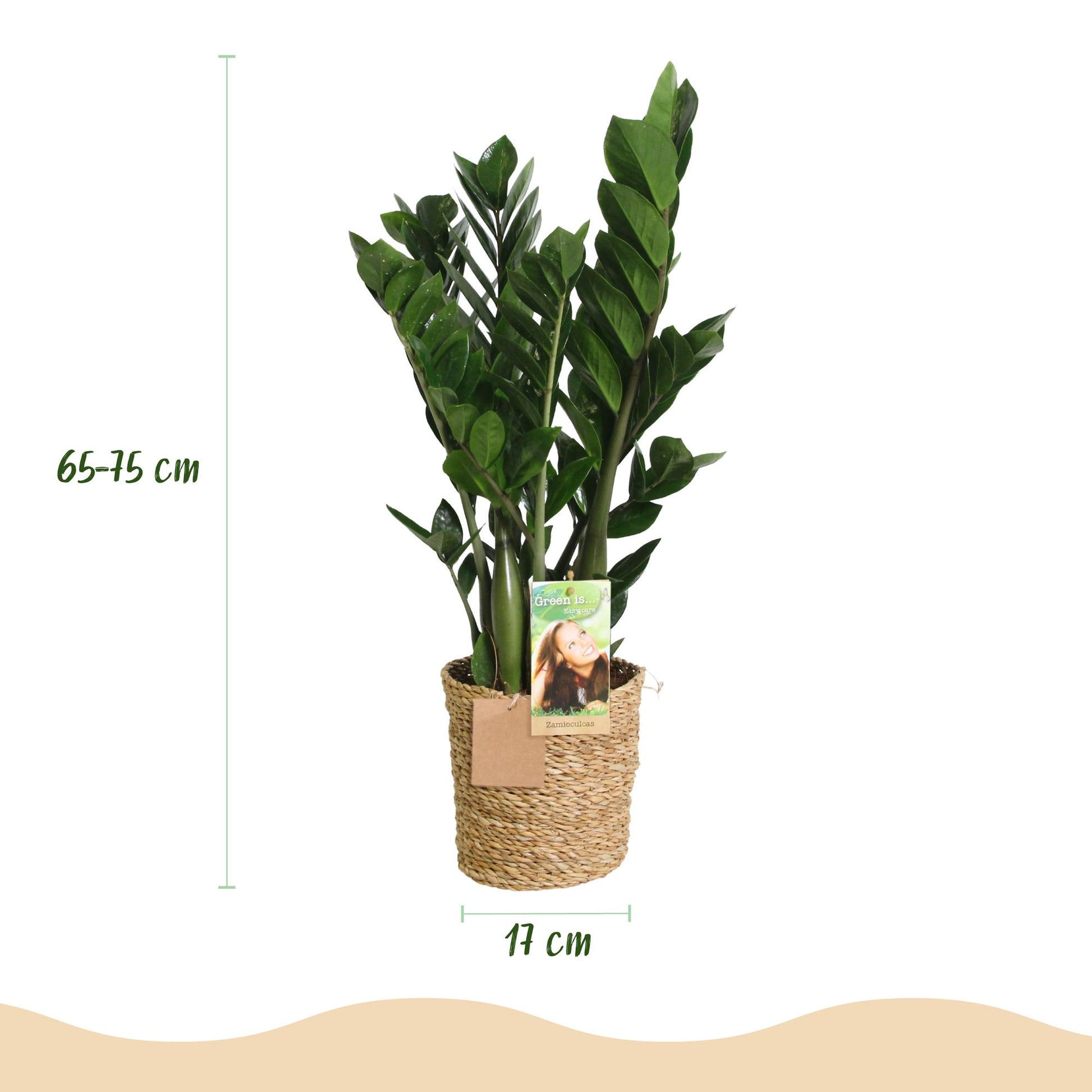 Green boutiQ - Zimmerpflanzen - Zamioculcas - ZZ-Pflanze - Pflegeleicht - mit Korb - Grün - 2 Pflanzen - Topf 17cm - Höhe 65-75cm 