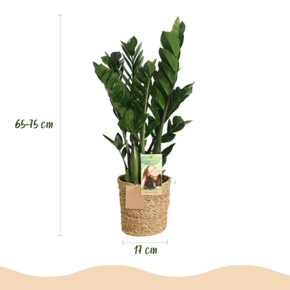 Green boutiQ - Zimmerpflanzen - Zamioculcas - ZZ-Pflanze - Pflegeleicht - mit Korb - Grün - 2 Pflanzen - Topf 17cm - Höhe 65-75cm 