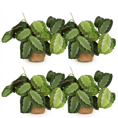 Green boutiQ - Zimmerpflanze - Maranta Fascinator Silverband - Gebetspflanze - Haustierfreundliche Pflanze - Grün - 4 Pflanzen - mit Korb - Topf 12cm - Höhe 25cm 
