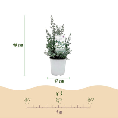 Eukalyptusbaum Eucalyptus gunnii – Grau – Winterhart – 4 Pflanzen – Terrassenpflanze – Ø17 cm – Höhe ca. 40 cm 