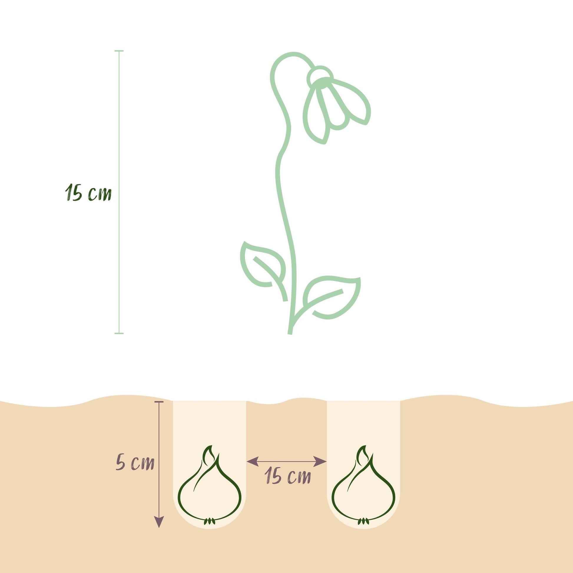 GreenboutiQ - Blumenzwiebeln - Galanthus Elwesii - Farbe Weiß - 25 Stück - Zwiebelgröße 5/6 - XXL Pack 