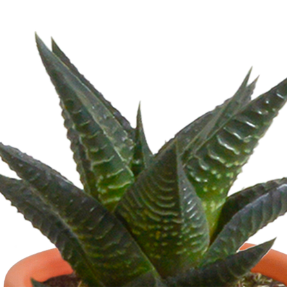 Kakteen & Sukkulenten Mischung – 15 Pflanzen 5,5 cm – Vielfältige Auswahl aus Cereus, Echeveria, Haworthia & Crassula – Hochwertige Qualität – Handbemalter mexikanischer Topf inklusive