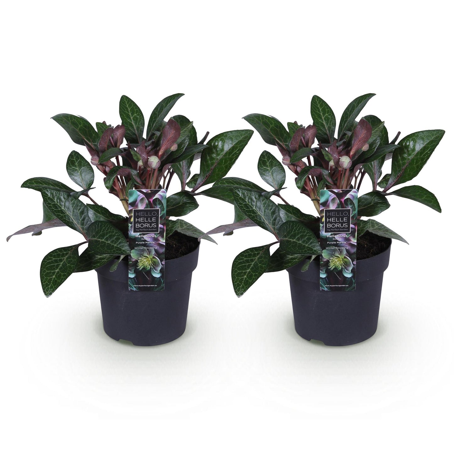 GreenboutiQ - Gartenpflanze - Lenzrose - Helleborus lividus Purple Marble - Lila Blüte - 2 Pflanzen - Immergrün - Topf 14cm Höhe 35cm 