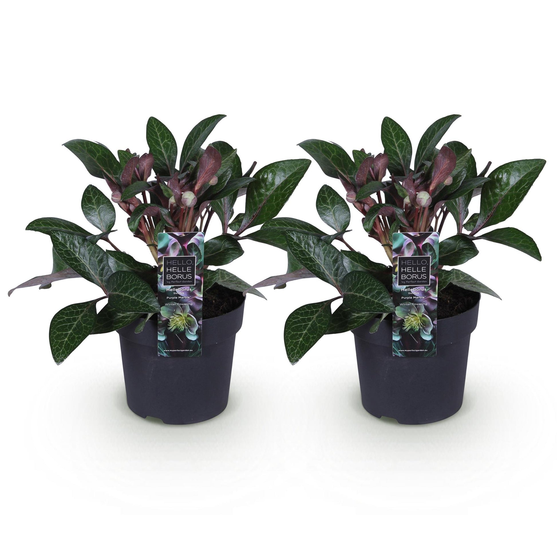 GreenboutiQ - Gartenpflanze - Lenzrose - Helleborus lividus Purple Marble - Lila Blüte - 2 Pflanzen - Immergrün - Topf 14cm Höhe 35cm 