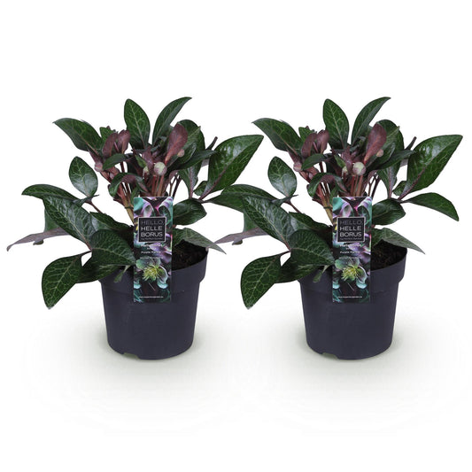 GreenboutiQ - Gartenpflanze - Lenzrose - Helleborus lividus Purple Marble - Lila Blüte - 2 Pflanzen - Immergrün - Topf 14cm Höhe 35cm 