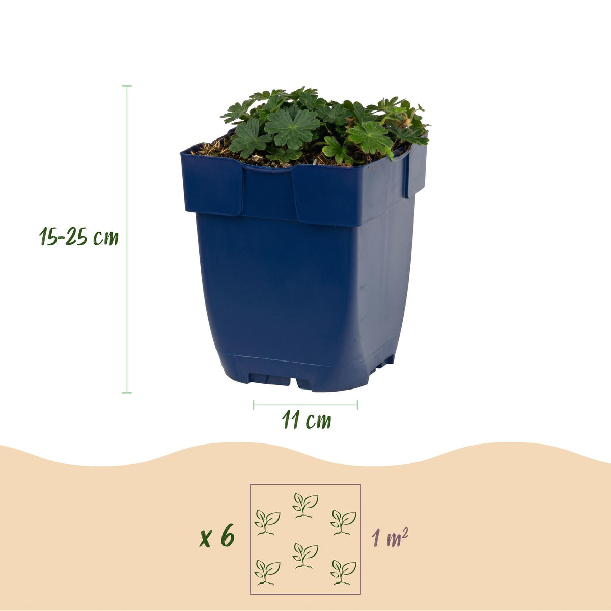 Storchschnabel 'Max Frei' – Geranium sanguineum 'Max Frei' – 3 Pflanzen – Topf Ø11cm – Bienenfreundliche Staude für Garten & Balkon