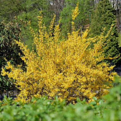 GreenboutiQ - Sträucher - Forsythia intermedia Goldrauch - Blüte Gelb - 1 Pflanze - Laubabwerfend - Wenig Pflege - Topf 17cm Höhe 45cm 