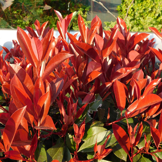 Frasers Glanzmispel - Photinia fraseri Red Robin - grün rot - 6 Pflanzen - Heckenpflanze - 1 laufender Meter - immergrün - Topf 17cm Höhe 55cm 