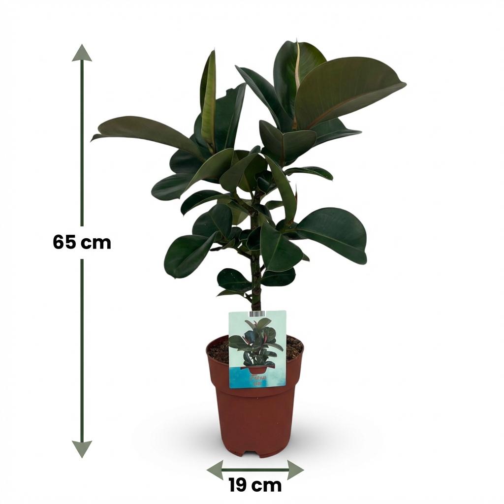Green boutiQ - Zimmerpflanze - Gummibaum - Ficus Elastica Cloe - Grün - Pflegeleicht - 1 Pflanze - Topf 19cm - Höhe 65cm 