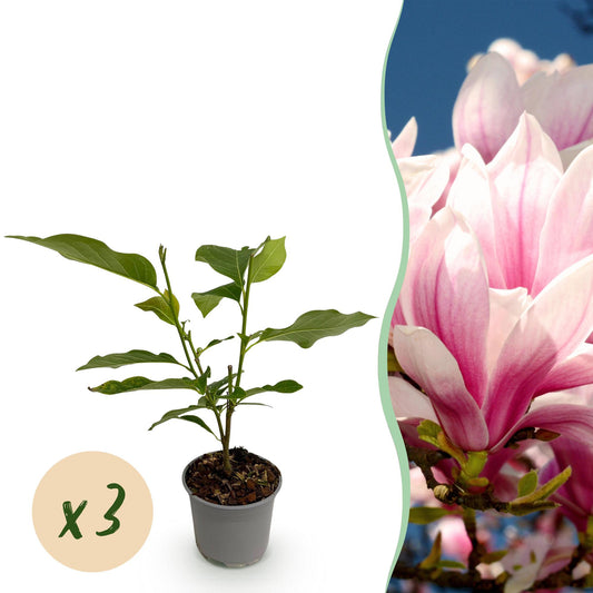 GreenboutiQ - Gartenpflanze - Magnolia soulangeana - Blüte Rosa - 3 Pflanzen - Laubabwerfend - Wenig Pflege - Topf 12cm Höhe 30cm 