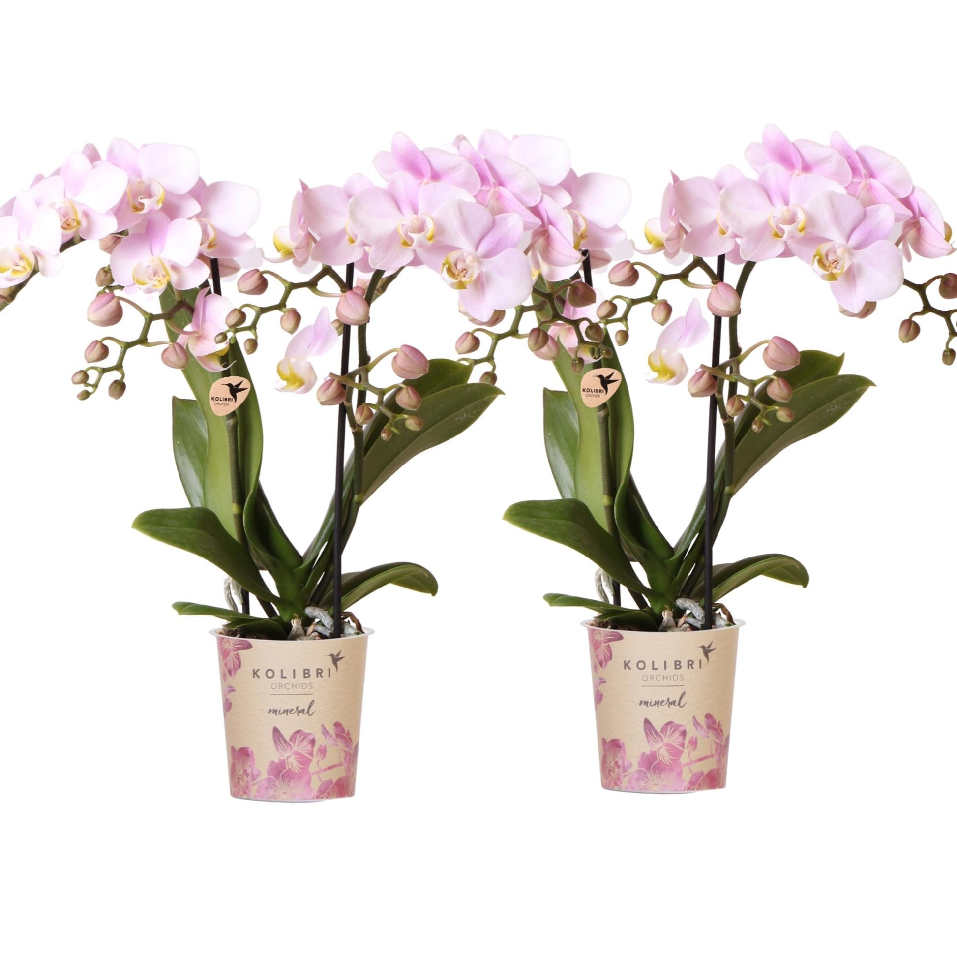 Kolibri Orchids | KOMBI-ANGEBOT mit 4 Phalaenopsis-Orchideen - Portugal - Topfgröße Ø9cm | Blühende Zimmerpflanze - Frisch vom Züchter 