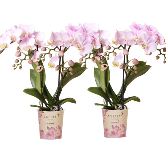 Kolibri Orchids | KOMBI-ANGEBOT mit 4 Phalaenopsis-Orchideen - Portugal - Topfgröße Ø9cm | Blühende Zimmerpflanze - Frisch vom Züchter 