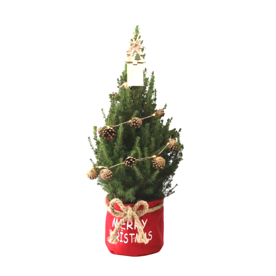 Kleine Weihnachtsbaum in Xmas Bag rot - 70 cm - Picea Glauca Conica - Pine cone lighting including batteries 