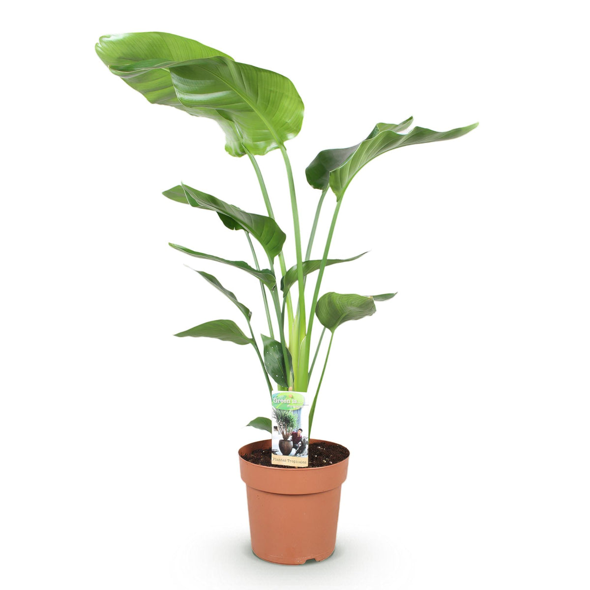 Green boutiQ - Zimmerpflanzen - Stelitzia Nicolai - Paradiesvogelblume - Wenig Pflege - Grün - 1 Pflanze - Topf 21cm - Höhe 110-120cm 