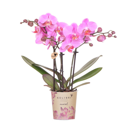 Kolibri Orchids | Violett-Rosa Phalaenopsis-Orchidee Topfgröße Ø9cm | Frederikstad | Blühende Zimmerpflanze – Frisch vom Züchter 