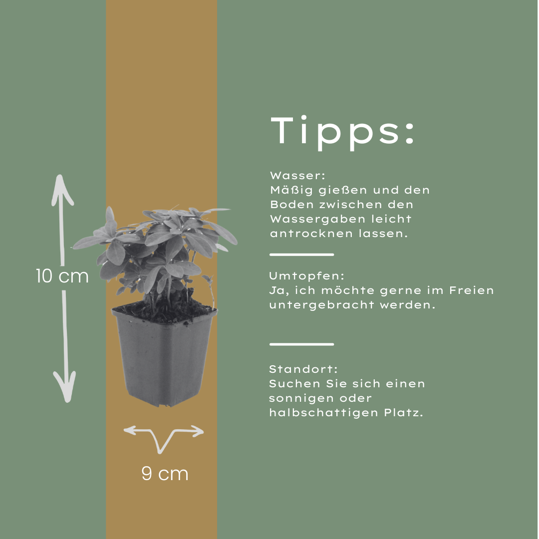 Euphorbia amygdaloides Robbiae – 60 Pflanzen Ø9cm – Höhe10-25cm – Immergrüner Bodendecker für Schatten & Halbschatten – Gelbgrüne Frühjahrsblüte – Winterhart pflegeleicht