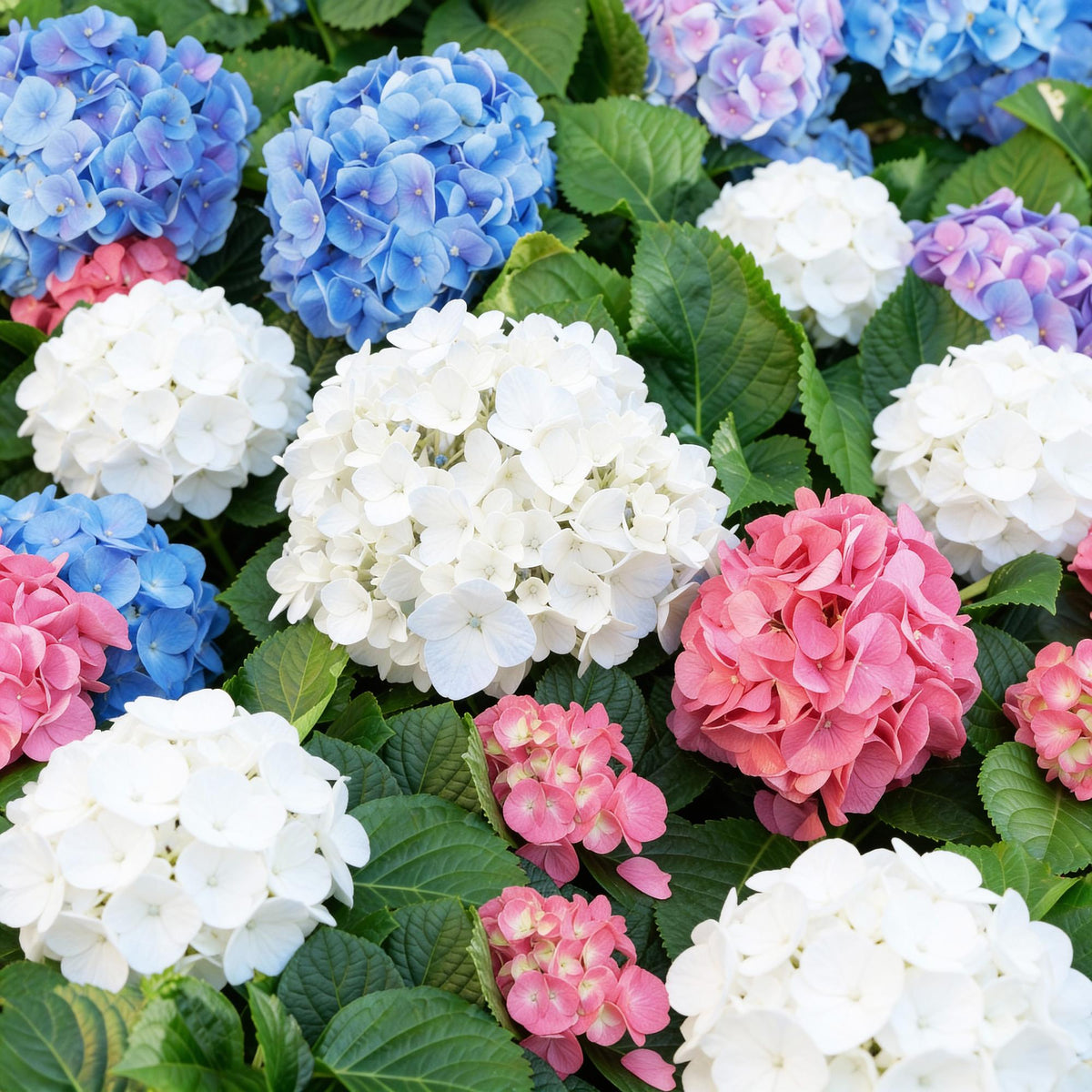Green boutiQ - Gartenpflanze - Hydrangea macrophylla Tricolour - Hortensie - Winterfest - Rot-Blau-Weiß - 3 Pflanzen - Topf 12cm - Höhe 20-30cm 