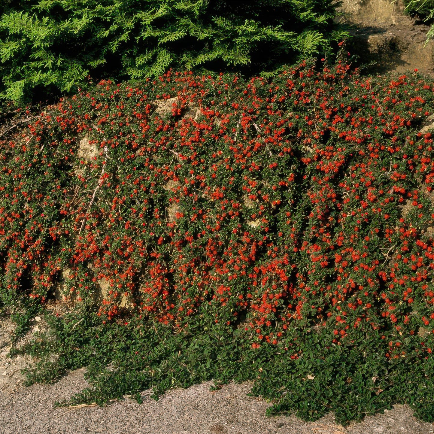 Cotoneaster prostratus 'Queen of Carpets' – Flacher, winterharter Bodendecker – 24 Pflanzen –↕10–25cm – Ø9cm – Weiße Blüten & Herbstbeeren – Pflegeleicht & robust