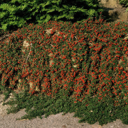 Cotoneaster prostratus 'Queen of Carpets' – Flacher, winterharter Bodendecker – 24 Pflanzen –↕10–25cm – Ø9cm – Weiße Blüten & Herbstbeeren – Pflegeleicht & robust