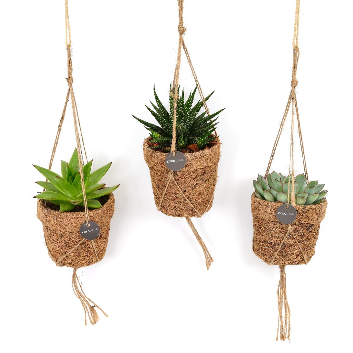 Sukkulenten Mix - Kokopot String - Ø10cm - ↕15cm - 3 Stück
