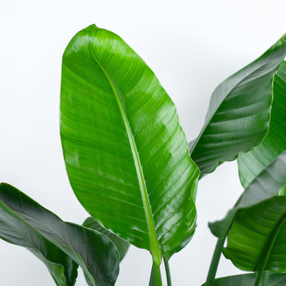 Strelitzia Nicolai XL – Paradiesvogelpflanze – Zimmerpflanze – inkl. Korb Torun – Höhe 140 cm – Ø27 cm – Tropisches Flair für dein Zuhause 