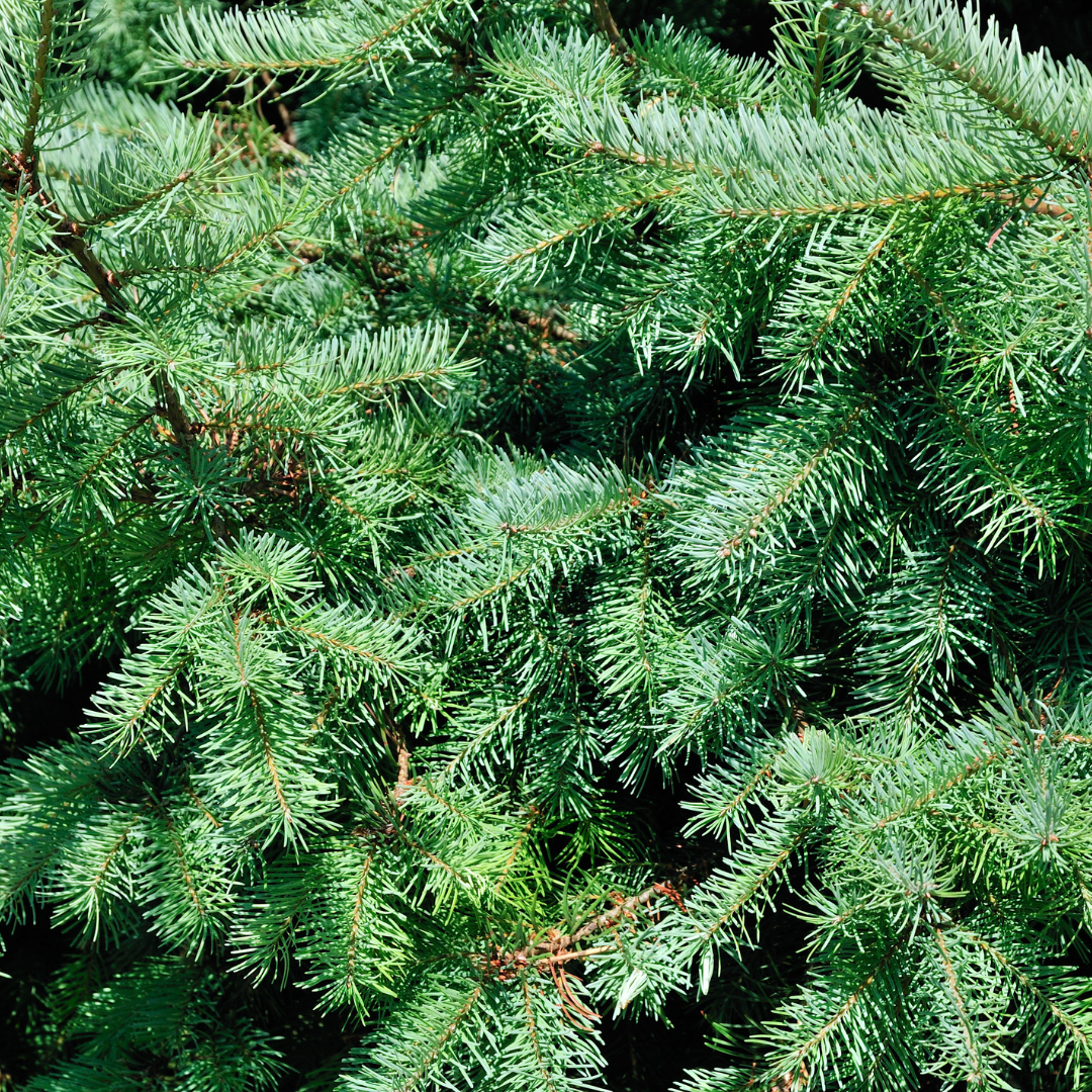 Kleiner Weihnachtsbaum – 70 cm – Picea Glauca Conica 