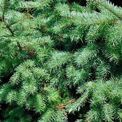 Kleiner Weihnachtsbaum – 70 cm – Picea Glauca Conica 