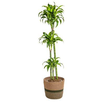 Dracaena Deremensis Dorado mit Korb Ø24cm - ↕120 - 140cm 