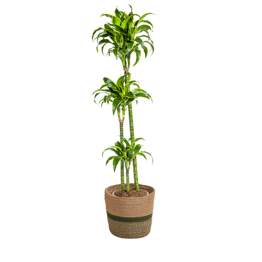Dracaena Deremensis Dorado mit Korb Ø24cm - ↕120 - 140cm 