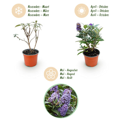 Green boutiQ - Gartenpflanze - Buddleja davidii Butterfly Candy Little Lila - Schmetterlingsstrauch - Kompakt - Lila - 3 Pflanzen - Topf 12cm - Höhe 20-25cm 