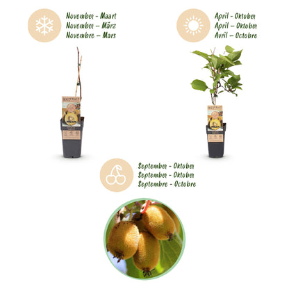 Green boutiQ - Obstpflanze - Actinidia Weiki & Golden Kiwi - Kiwi-Pflanze - 1 Männlich - 2 Weiblich - Pflanzen - Gelb - Topf 15cm - Höhe 50cm 