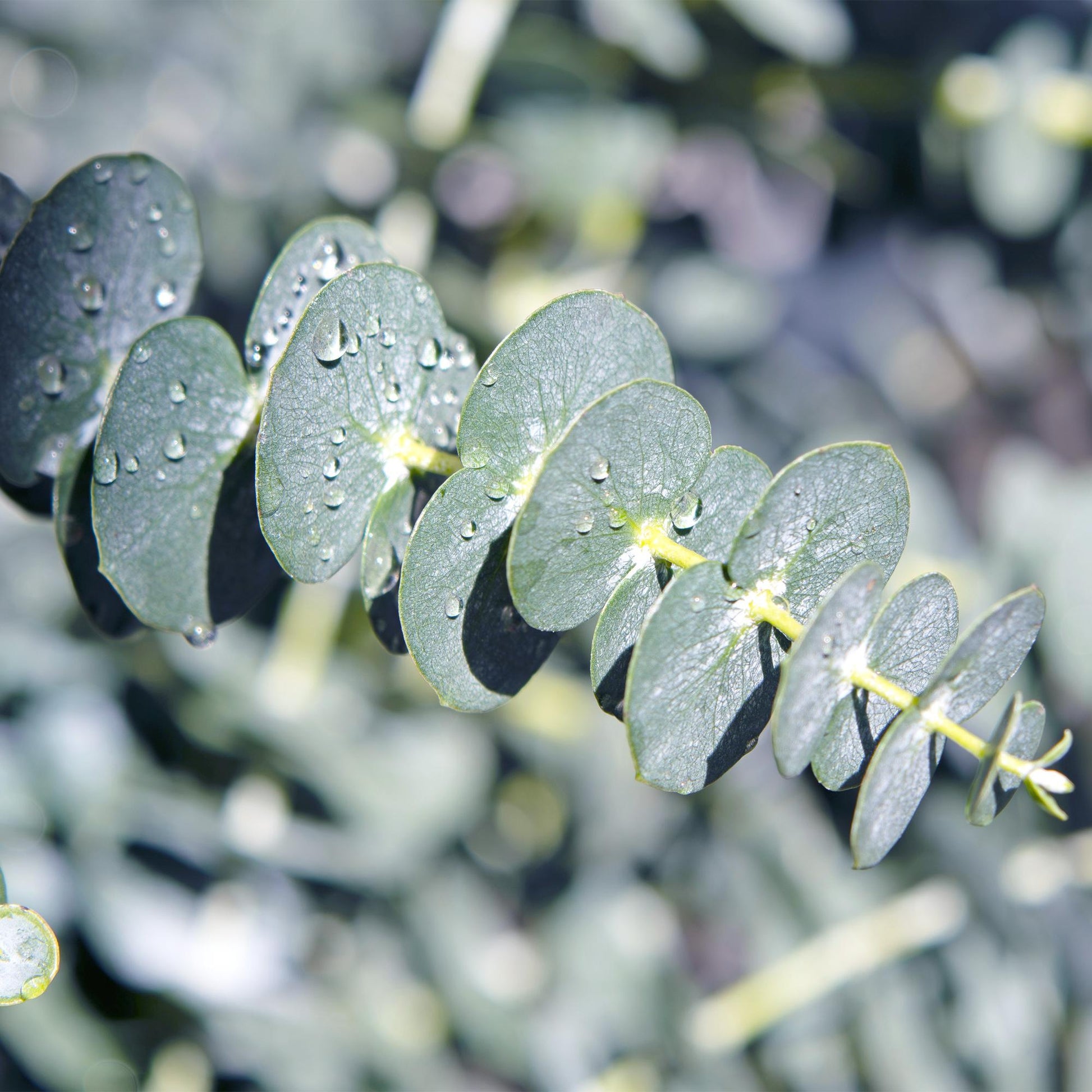 Eukalyptusbaum - Eukalyptus gunnii - Grau - 4 Pflanzen - Terrassenpflanze - Winterhart - Topf 14cm Höhe 30cm 