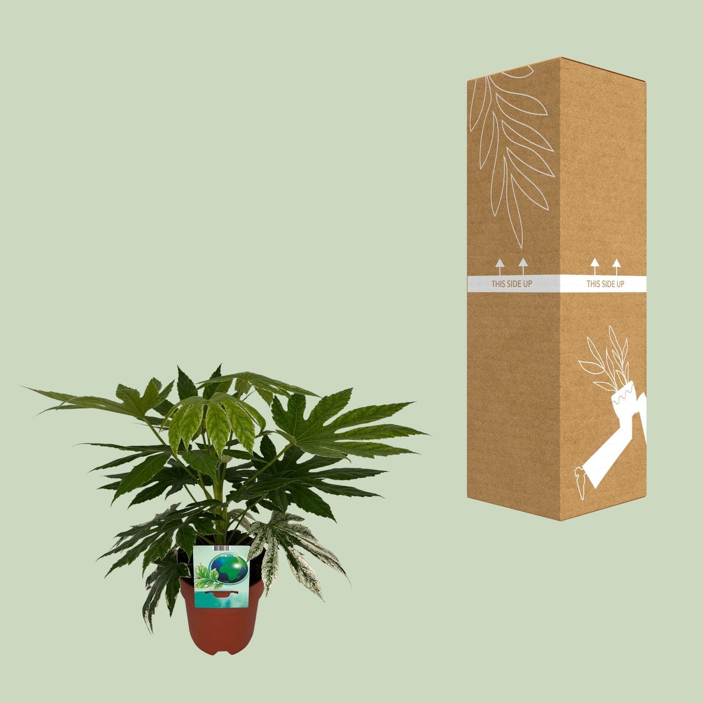 Weiß-Bunte Zimmeraralie - Fatsia Japonica Variegata - Zimmerpflanze - Ø19cm - ↕60cm