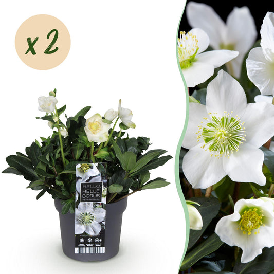 GreenboutiQ - Gartenpflanze - Weihnachtsrose - Helleborus Christmas Carol - Weiße Blüte - 2 Pflanzen - Immergrün - Topf 17cm Höhe 35cm 