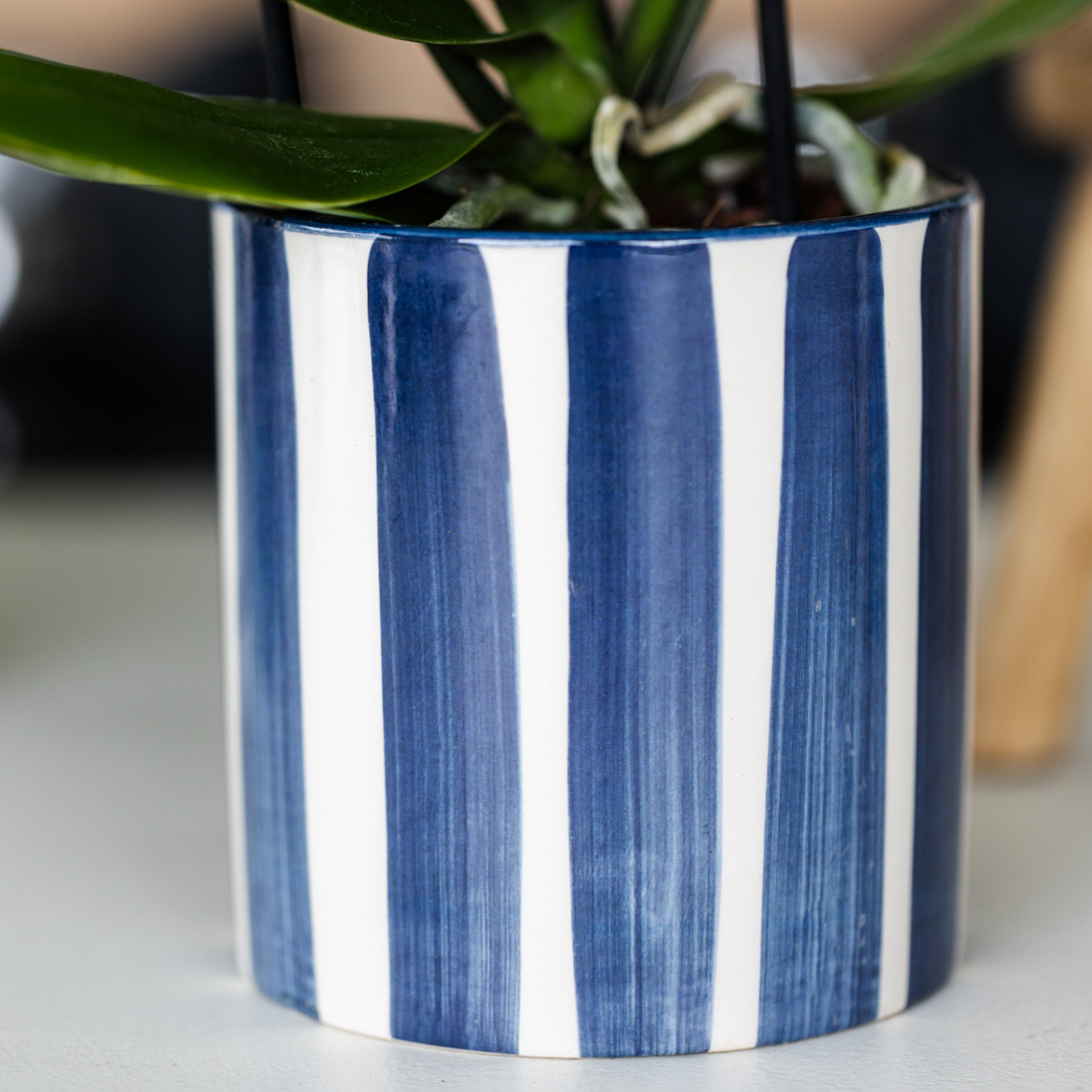 Set mit Orchidee Lima & Sukkulenten – In Keramiktöpfen Ø9cm & Ø6cm – Blühende Zimmerpflanze mit Sukkulenten – Dekoratives Pflanzenset – Frisch vom Züchter 