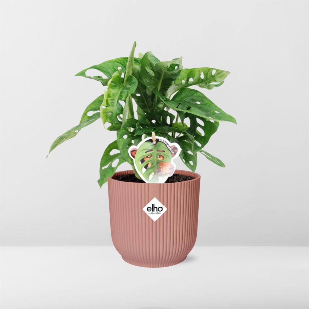 Fensterblatt – Monstera ‘Monkey Leaf’ im Topf Vibes Fold 14cm – Zimmerpflanze im Dekotopf Rose – Pflegeleicht & luftreinigend – Tropisches Flair für Wohnräume 